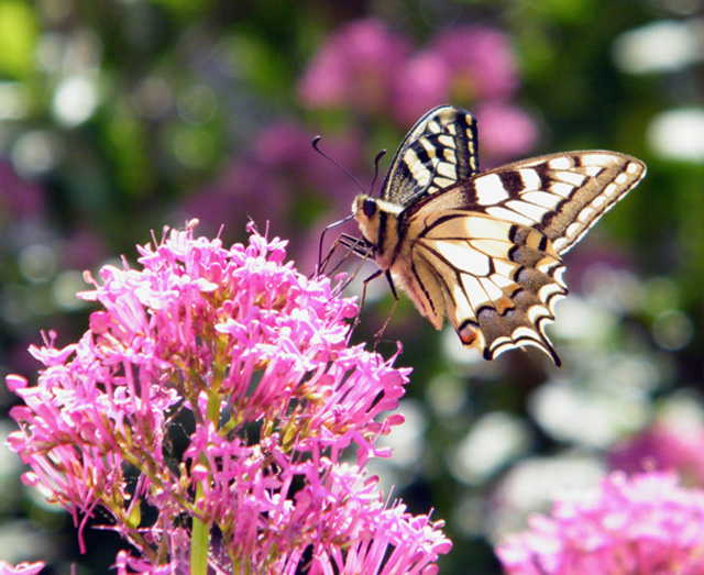 ONTOGENESES ANNUELLES de "Papilio machaon"? C'est parti ! Papili10