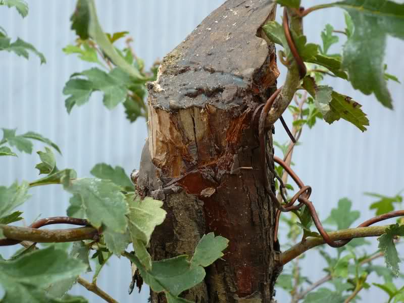 Un biancospino che diventa bonsai...... 2vi4c410