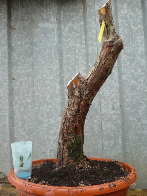 Un biancospino che diventa bonsai...... P1010712