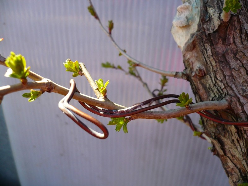 Un biancospino che diventa bonsai...... P1040210