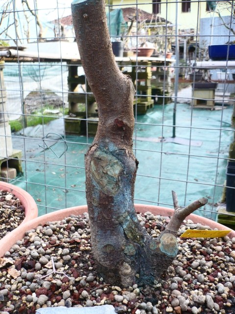 mirabolano - Prunus Cerasifera Mirabolano P1050316