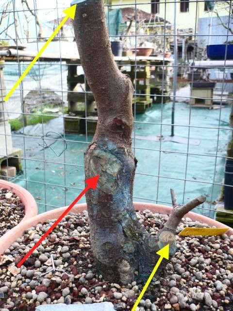 mirabolano - Prunus Cerasifera Mirabolano P1050317