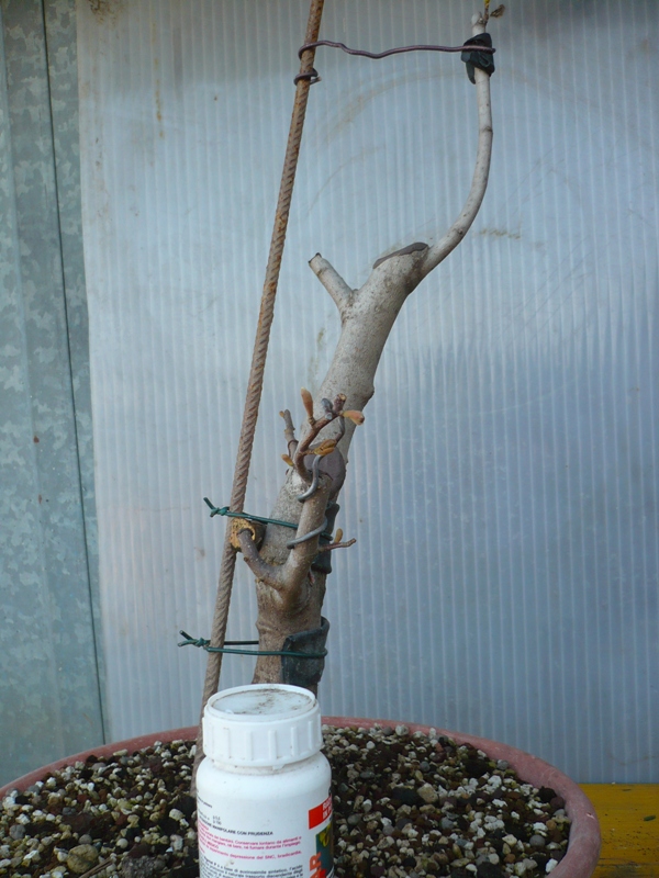 Magnolia stellata.....pianta da vivaio. P1050323