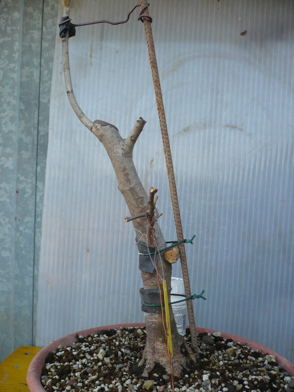 Magnolia stellata.....pianta da vivaio. P1050325