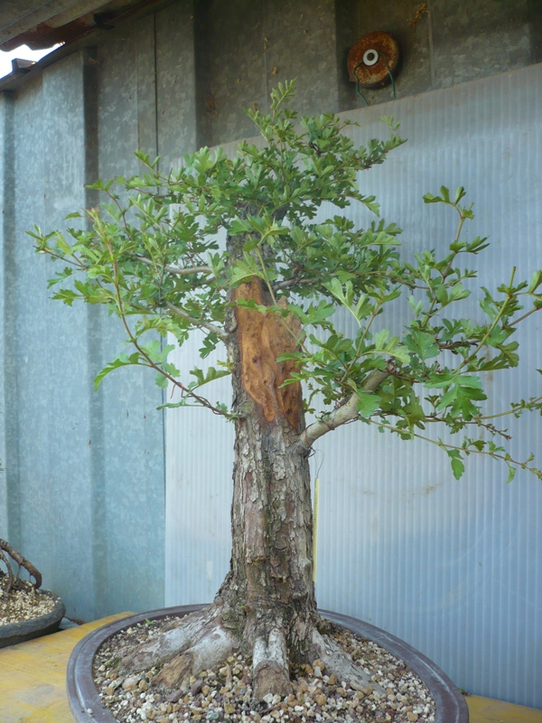 Un biancospino che diventa bonsai...... P1050632