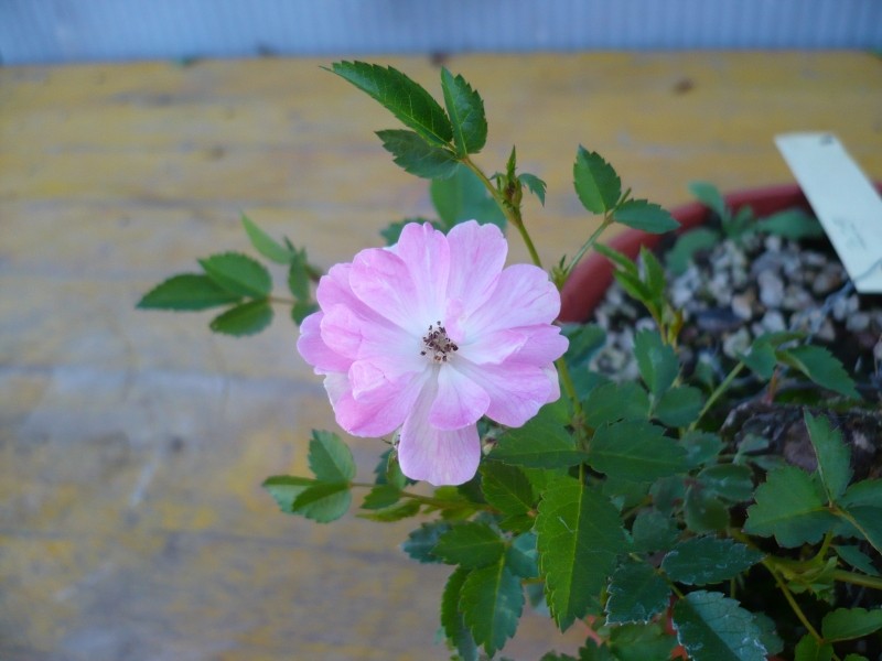 Una bella Rosa  P1050647