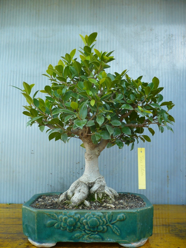 ficus retusa - E' ora di...ficus!!!!!! Rinvaso e defogliazione. P1050718