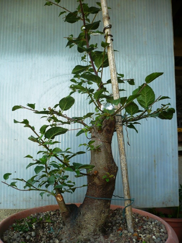 mirabolano - Prunus Cerasifera Mirabolano P1050823