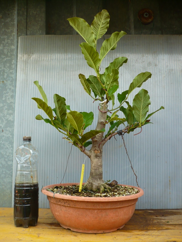 Magnolia stellata.....pianta da vivaio. P1060120
