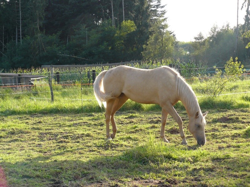 Les quarter horse !! Doudou10