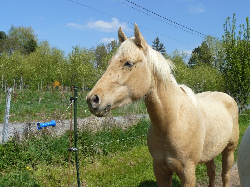 Les quarter horse !! P1080310