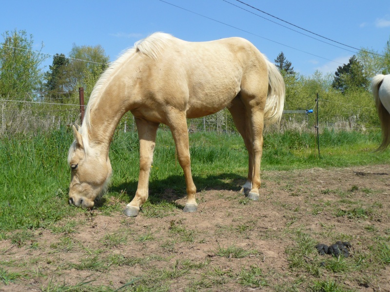 Les quarter horse !! P1080410