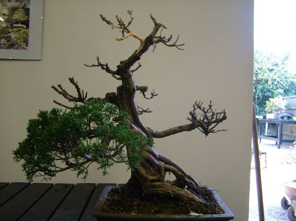 Kishu Juniper progression Kev_wi10
