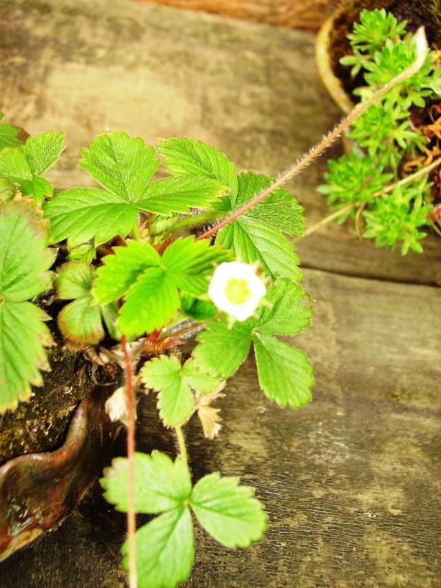 A few shots from around the garden including 1 for Gwyther Pict1116