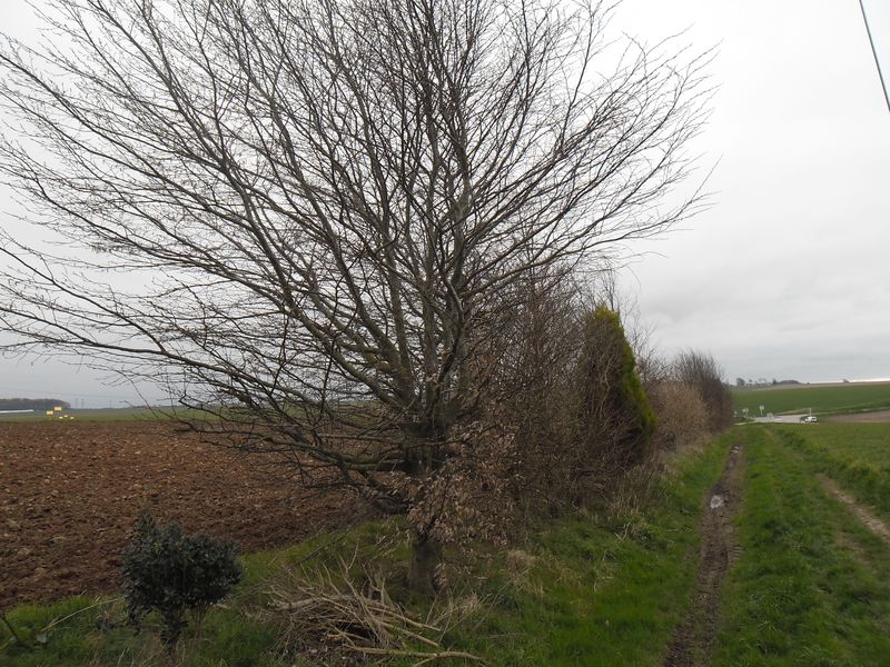 2019 04 06 Journée des chemins à Blosseville (Date à confirmer => Confirmée) Sam_4118