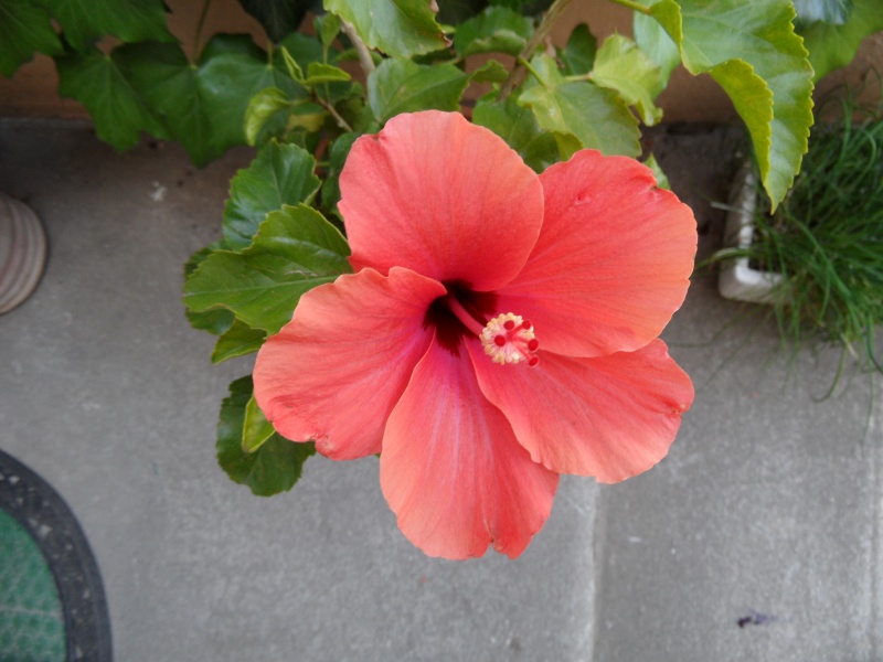 Hibiscus Photo_38