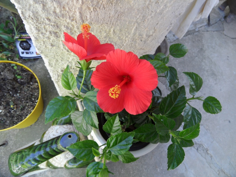 Hibiscus Photo_39