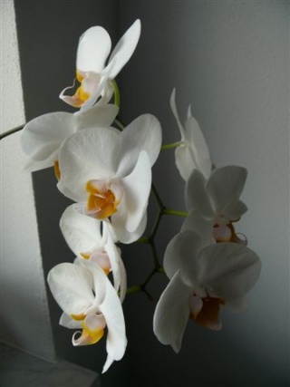 Orchideenblüten 2011 P1090915