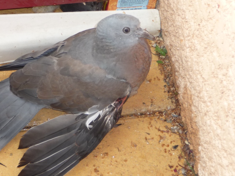 Pigeon Blésser trouver dans mon jardin  Memo0010
