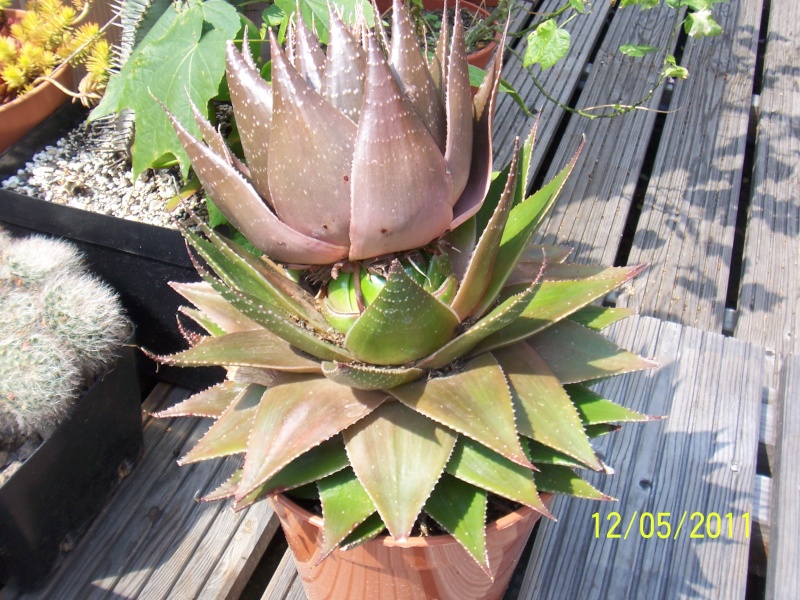 Aloe, Haworthia & Co. in 2011 Bild_257