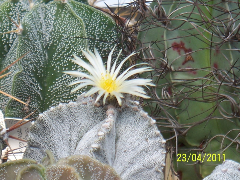 2011, jeden Tag neue Blüten im Gewächshaus - Seite 3 Bild_652