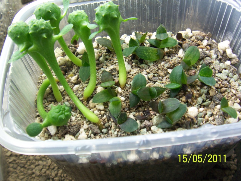 Aloe, Haworthia & Co. in 2011 Bild_898