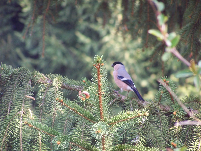 les oiseaux du jardin - Page 2 101_7610