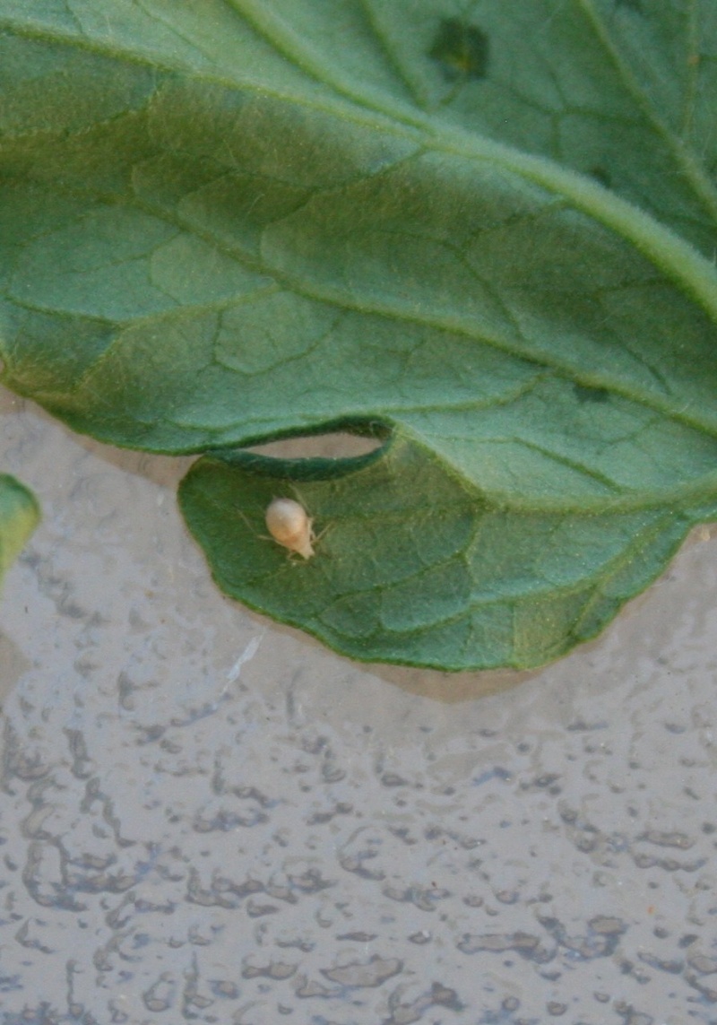 Help!  Weird bugs on tomato plants and possibly others Bug_on10