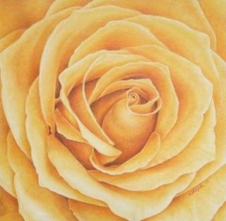 Rose jaune Rose_j14