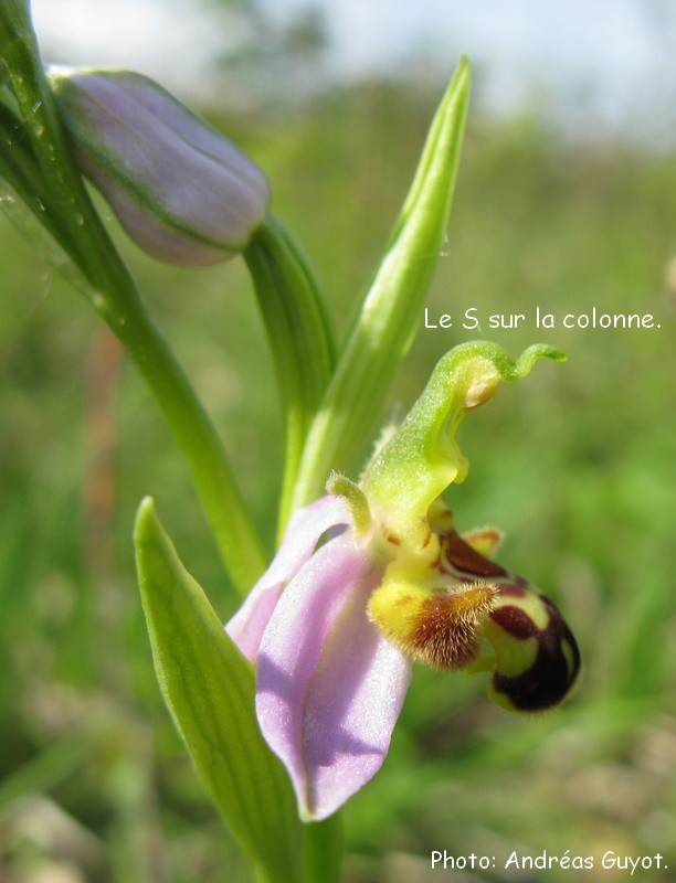 Ophrys apifera (Ophrys abeille ) Img_0019