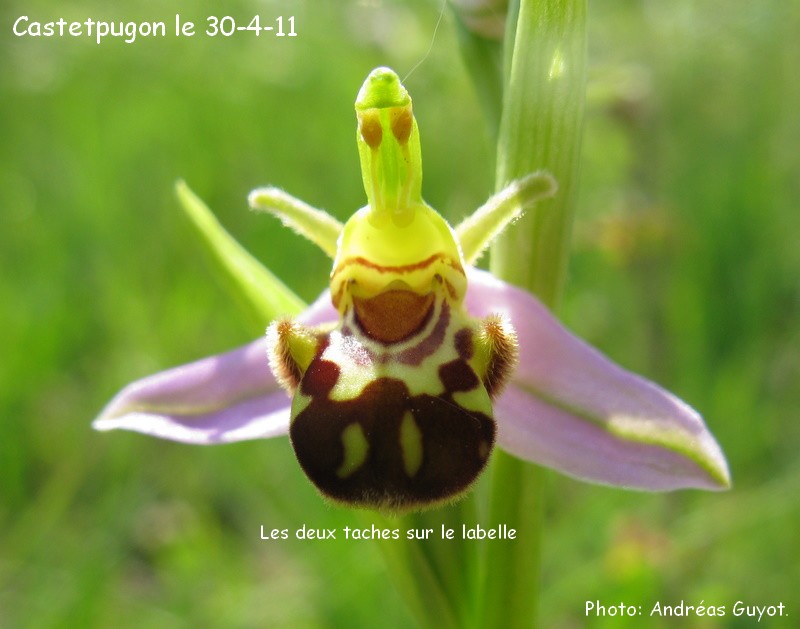 Ophrys apifera (Ophrys abeille ) Img_0021