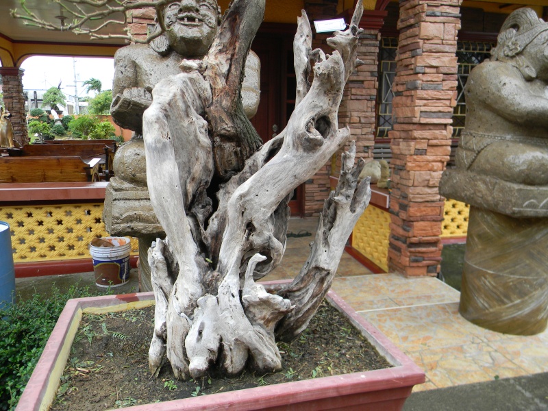 AROMA (acacia farnesiana) Dscn1614
