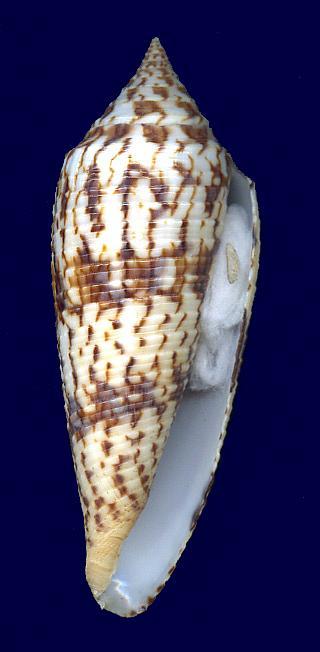 Conus (Phasmoconus) australis  Holten, 1802 00390-11