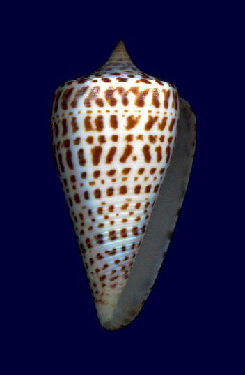 Conus (Lindaconus) phlogopus (Tomlin, 1937) voir  Conus (Lindaconus) lorenzianus 00527-11