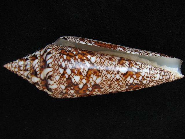 Conus (Cylinder) bengalensis   Okutani, 1968 1407b110
