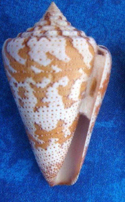 Conus (Stephanoconus) cedonulli   Linnaeus, 1767 - Page 2 28mars19