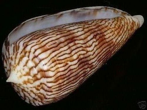 Conus (Phasmoconus) kuroharai (Habe, 1965) 3470_110