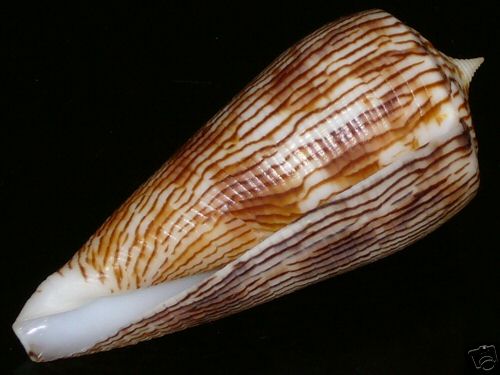 Conus (Phasmoconus) kuroharai  (Habe, 1965) 362d_110