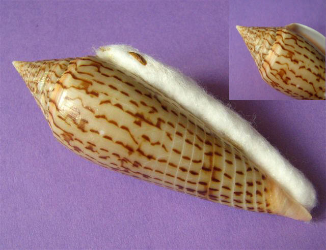 Conus (Phasmoconus) ranonganus   da Motta, 1979 _ranon10