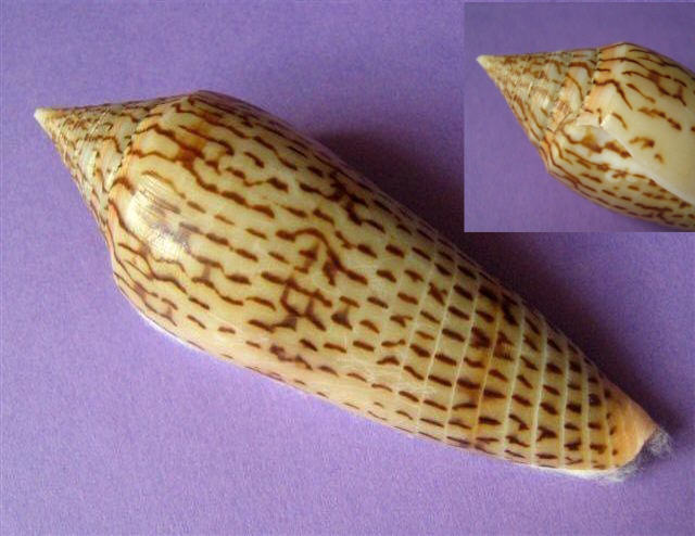 Conus (Phasmoconus) ranonganus   da Motta, 1979 Ae_00210
