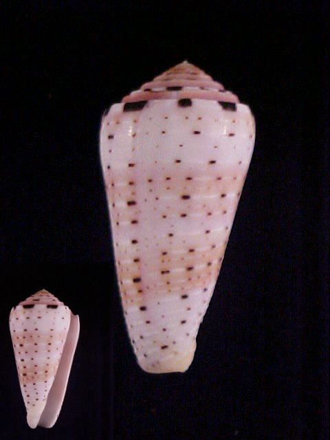 Conus (Pionoconus) aurisiacus  Linnaeus, 1758 Aurisi10