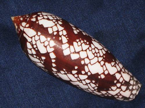Conus (Darioconus) aulicus f. gracianus (da Motta, 1982) B7kn5w10