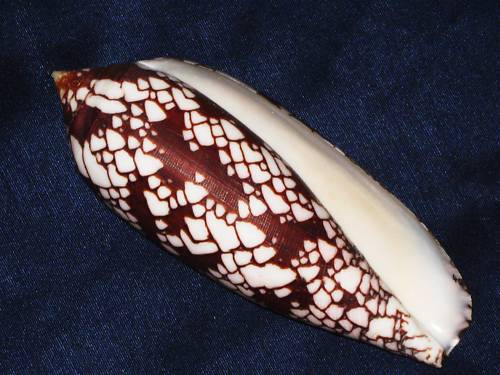 Conus (Darioconus) aulicus f. gracianus (da Motta, 1982) B7knzb10