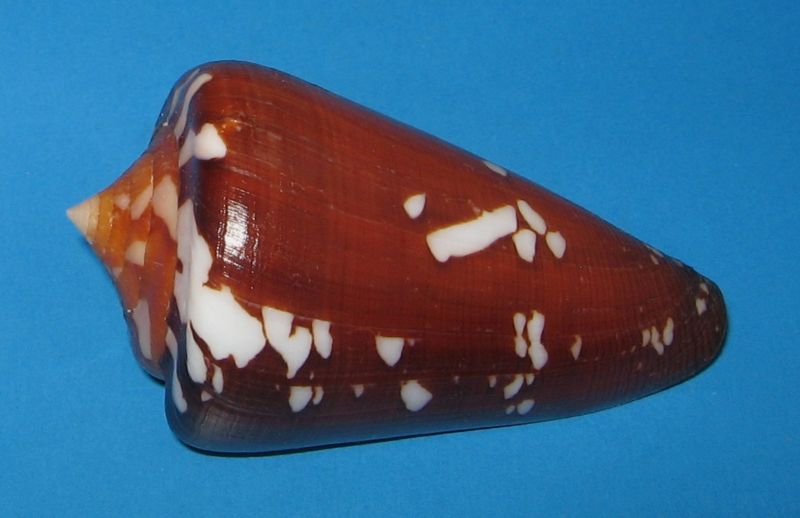 Conus (Darioconus) crocatus thailandis  da Motta, 1978 Cbn06t10