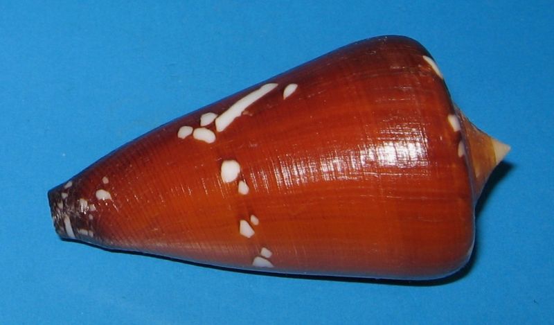 Conus (Darioconus) crocatus thailandis da Motta, 1978 Cbn08s10