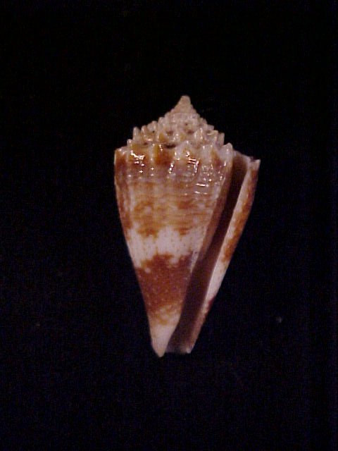 Conus (Stephanoconus) chiangi   Azuma, 1972 Chiang11