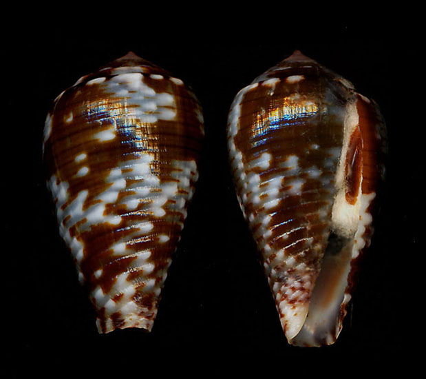 CATUS - Conus (Pionoconus) catus   Hwass in Bruguière, 1792 Cocat510