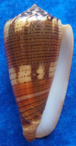 Conus (Pionoconus) circae (Sowerby ll, 1858) voir Conus (Pionoconus) magus Kgrhqi16