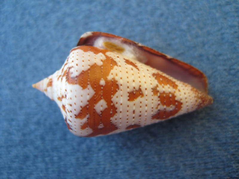 Conus (Stephanoconus) dominicanus   (Hwass in Bruguière, 1792) Kgrhqq10