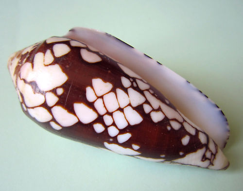 Conus (Darioconus) episcopatus da Motta, 1982 Kgrhqr12